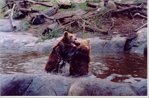 Играющие медвежата в зоопарке Скансена.