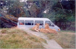 В парке со львами. Отдыхающие львицы на фоне проезжающей машины. 